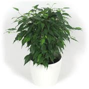 Ficus + Cache pot Blanc